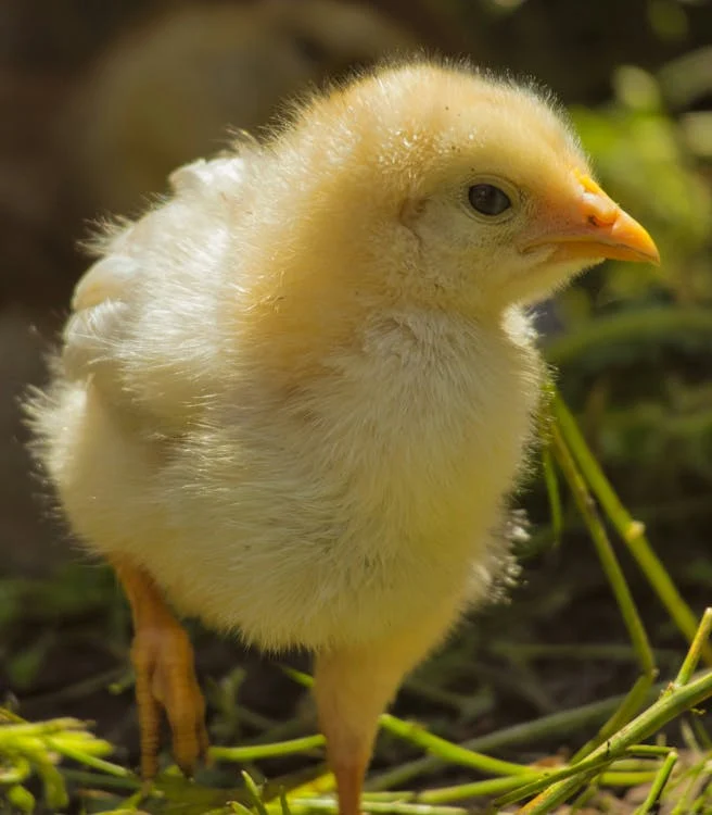 Chicken